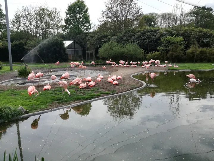 Flamingo's in de zoo van Planckendael